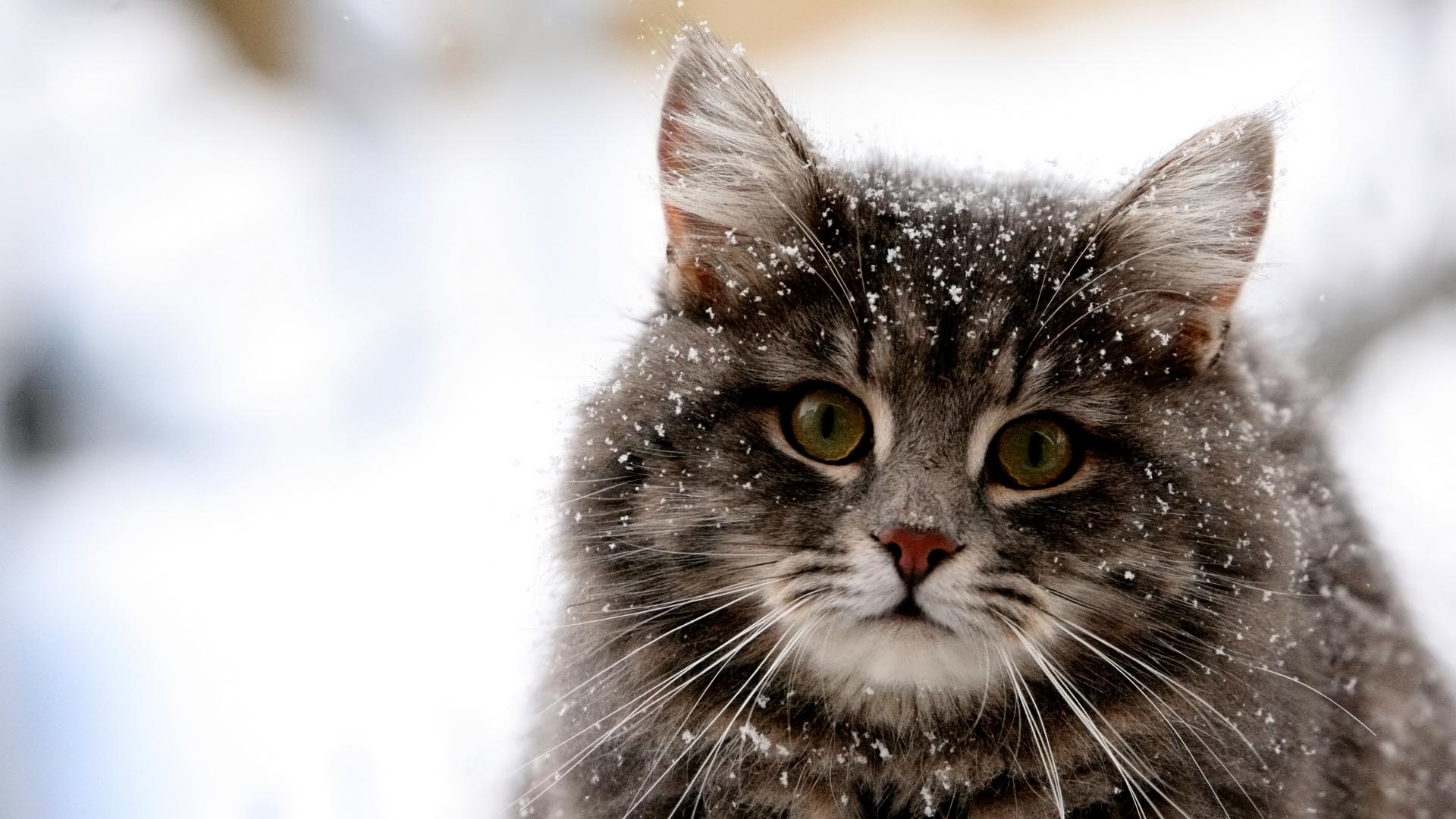 Cat_-_Winter_coat