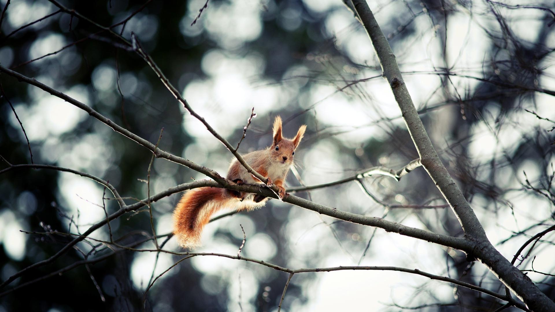 Colorful_Squirrel