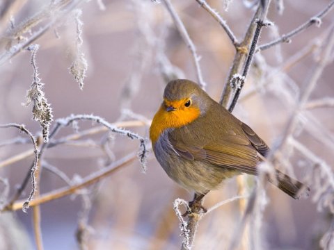 lonely-bird_172203-480x360
