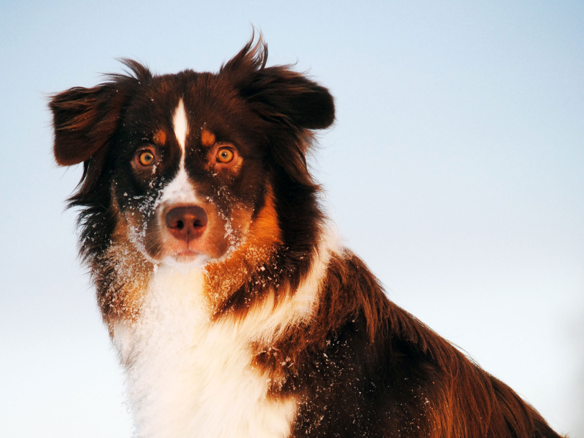 wild_watch_of_australian_shepherd_dog_wallpaper